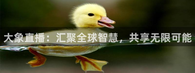 蓝鲸体育足球直播在线观看：大象直播：汇聚全球智慧，共享无限可能